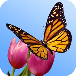 Butterfly Garden 3D Wallpaper 工具 App LOGO-APP開箱王