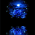 蓝色玫瑰动态壁纸 攝影 App LOGO-APP開箱王