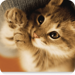 可爱猫咪动态壁纸 工具 App LOGO-APP開箱王