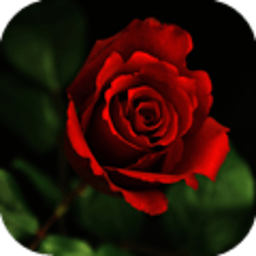 浪漫玫瑰动态壁纸锁屏 工具 App LOGO-APP開箱王