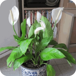 室内植物清净空气排行榜 生活 App LOGO-APP開箱王