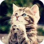 可爱猫咪-3D动态壁纸 工具 App LOGO-APP開箱王