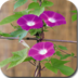 Morning glory puzzle 工具 App LOGO-APP開箱王