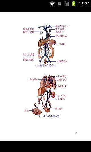 学医必备，人体解剖图大全彩图版