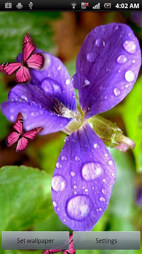 Flower and Butterflies