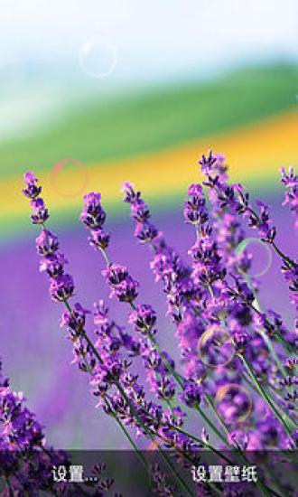 免費下載攝影APP|紫色花季动态壁纸 app開箱文|APP開箱王