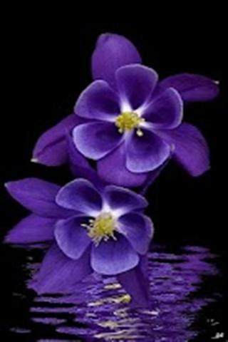 Purple Flowers Live Wallpaper