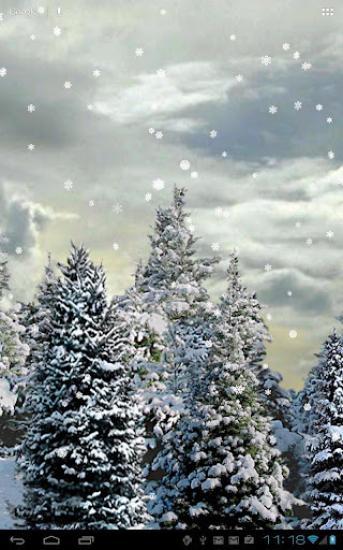 雪花松树