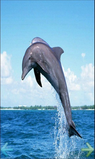 深海蓝鲸