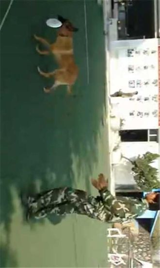 军队警犬训练教学视频