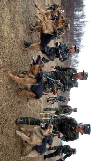 军权警犬训练教学视频