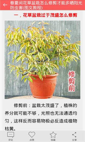 盆栽种植方法