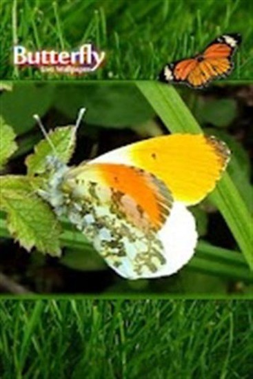 免費下載攝影APP|蝴蝶热带动态壁纸 app開箱文|APP開箱王
