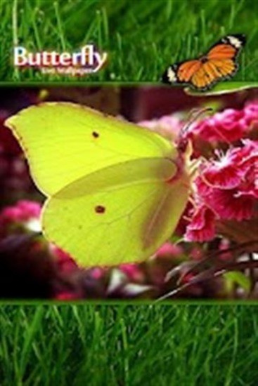 免費下載攝影APP|蝴蝶热带动态壁纸 app開箱文|APP開箱王