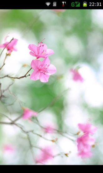 日本浪漫樱花