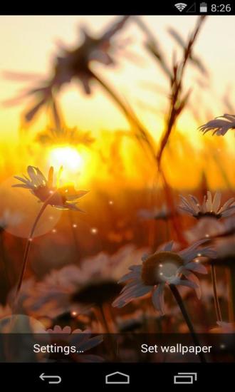 花语之夕阳花语梦象动态壁纸