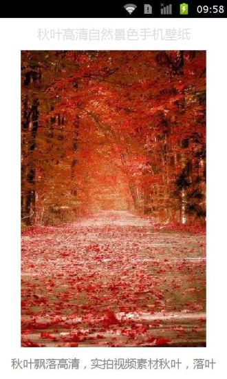 秋叶高清自然景色手机壁纸