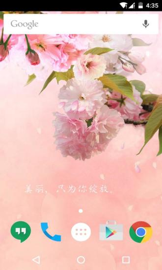 粉色康乃馨梦象壁纸