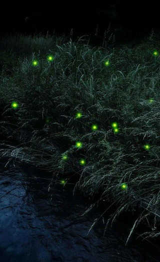 Firefly trial