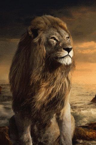 The Lion Live Wallpaper
