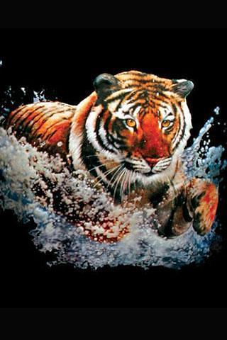 免費下載工具APP|3D Tiger app開箱文|APP開箱王