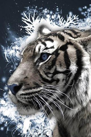 免費下載工具APP|3D Tiger app開箱文|APP開箱王