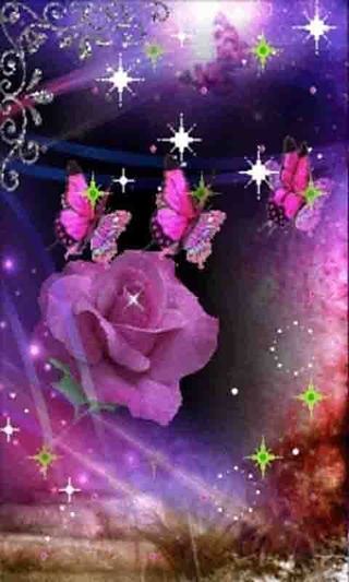 紫蝴蝶玫瑰