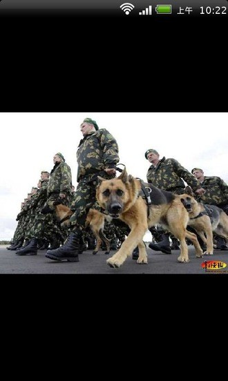 世界各国霸气军犬