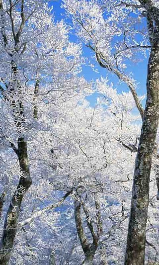 香山雪景高清动态壁纸