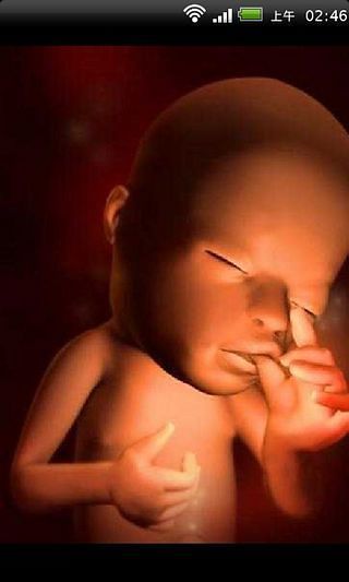 实拍胎儿在子宫40周发育全过程 男女必看
