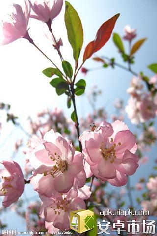 桃花动态壁纸