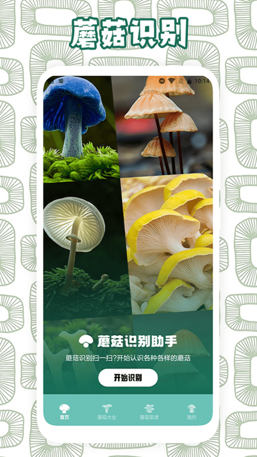 蘑菇识别 截图 1