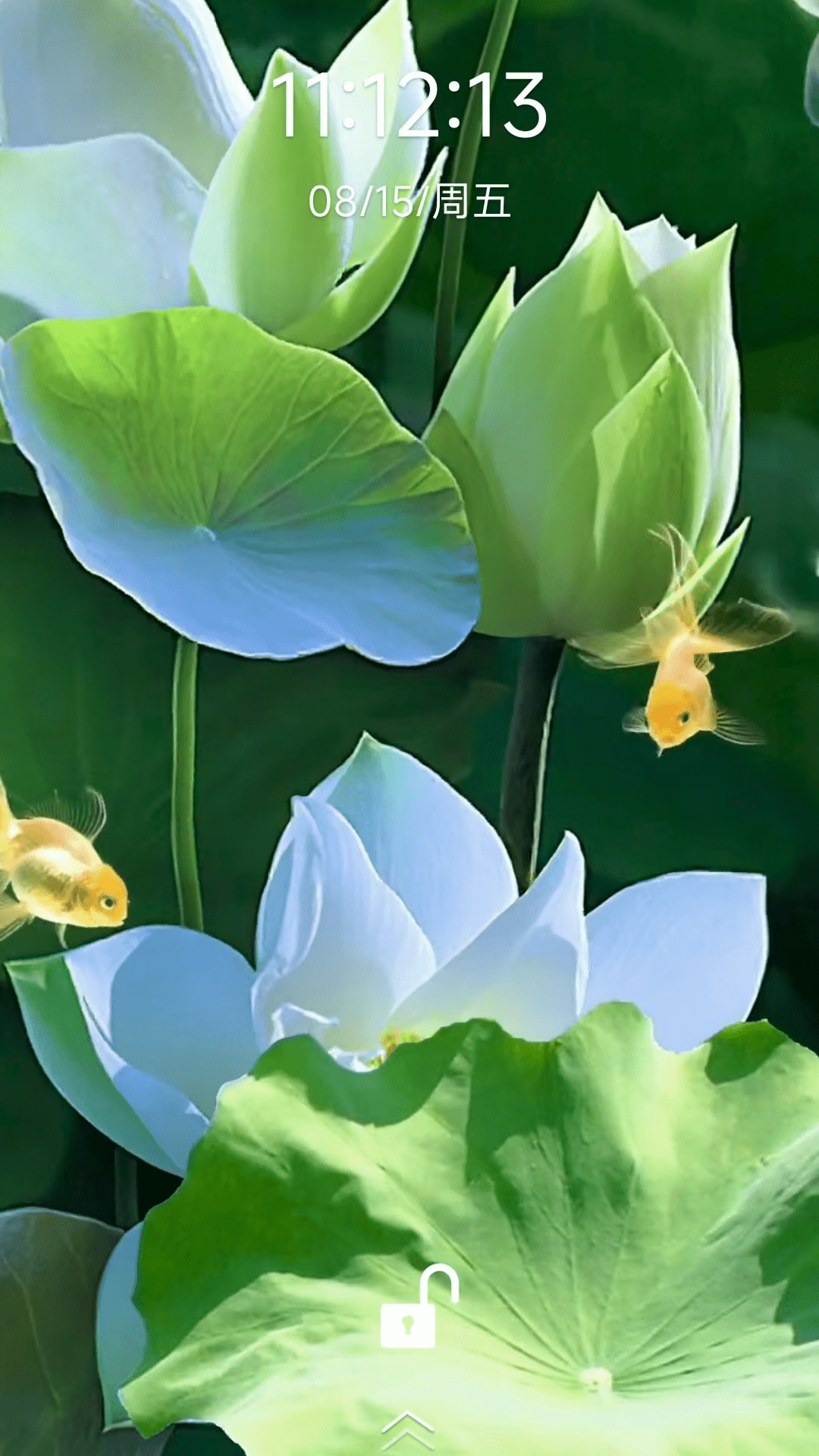 荷花锦鲤壁纸 截图 3