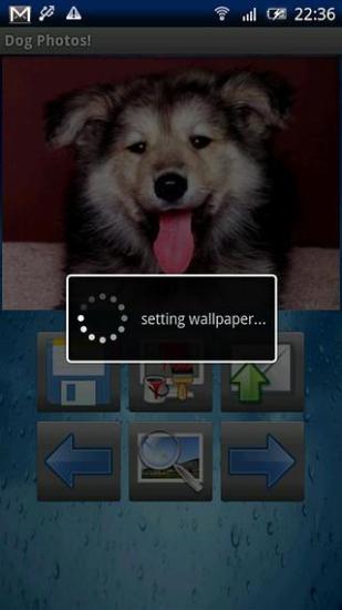 Dog Wallpapers