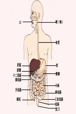 人体解剖