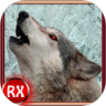 Wild Wolf Attack 3D Simulator 鸿蒙版