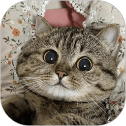 霹雳猫APP2025官方新版图标