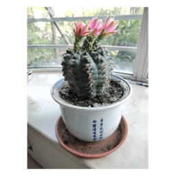 极简语音识别与合成2026官方新版图标