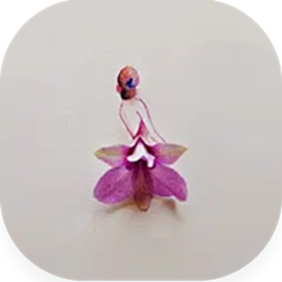 兰花2025官方新版图标