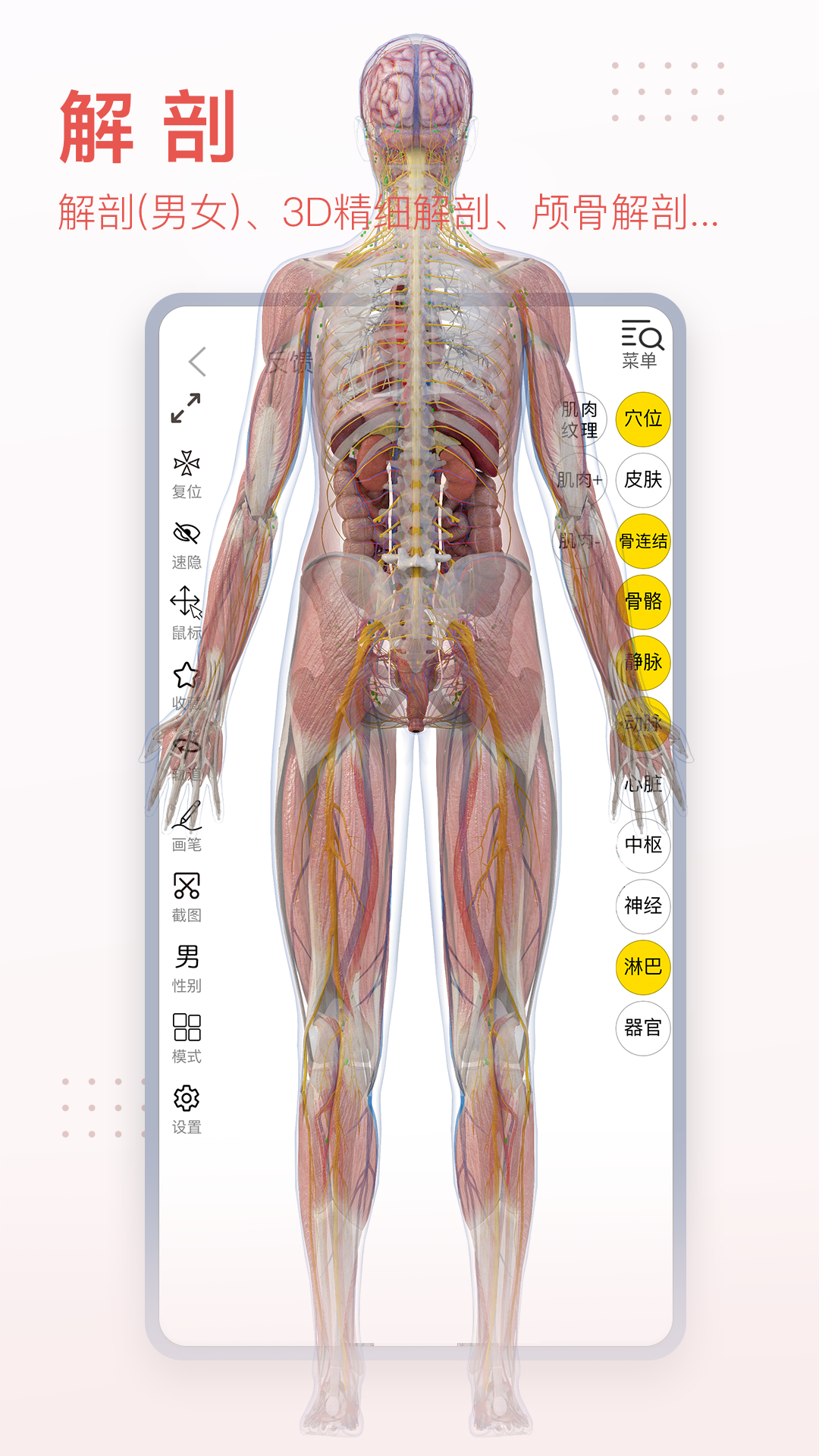精彩截图-3DBody解剖2024官方新版