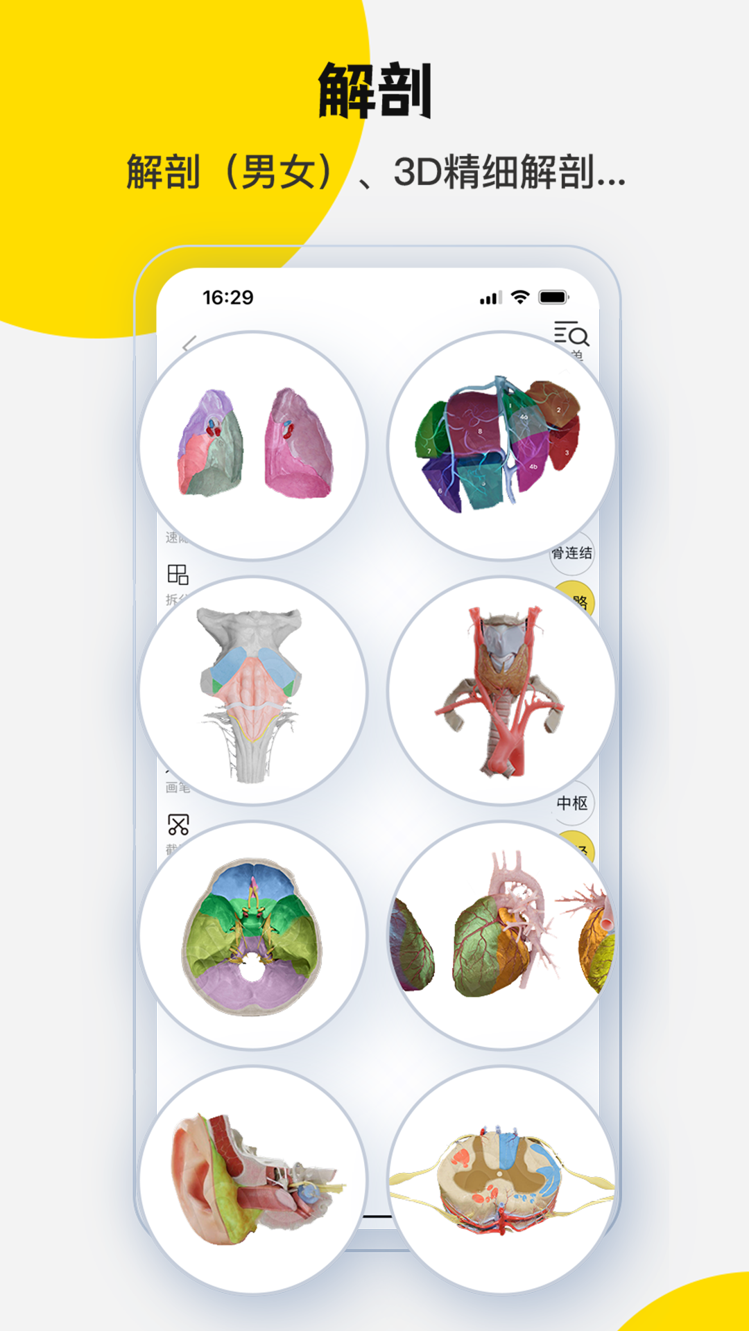 3Dbody解剖截图