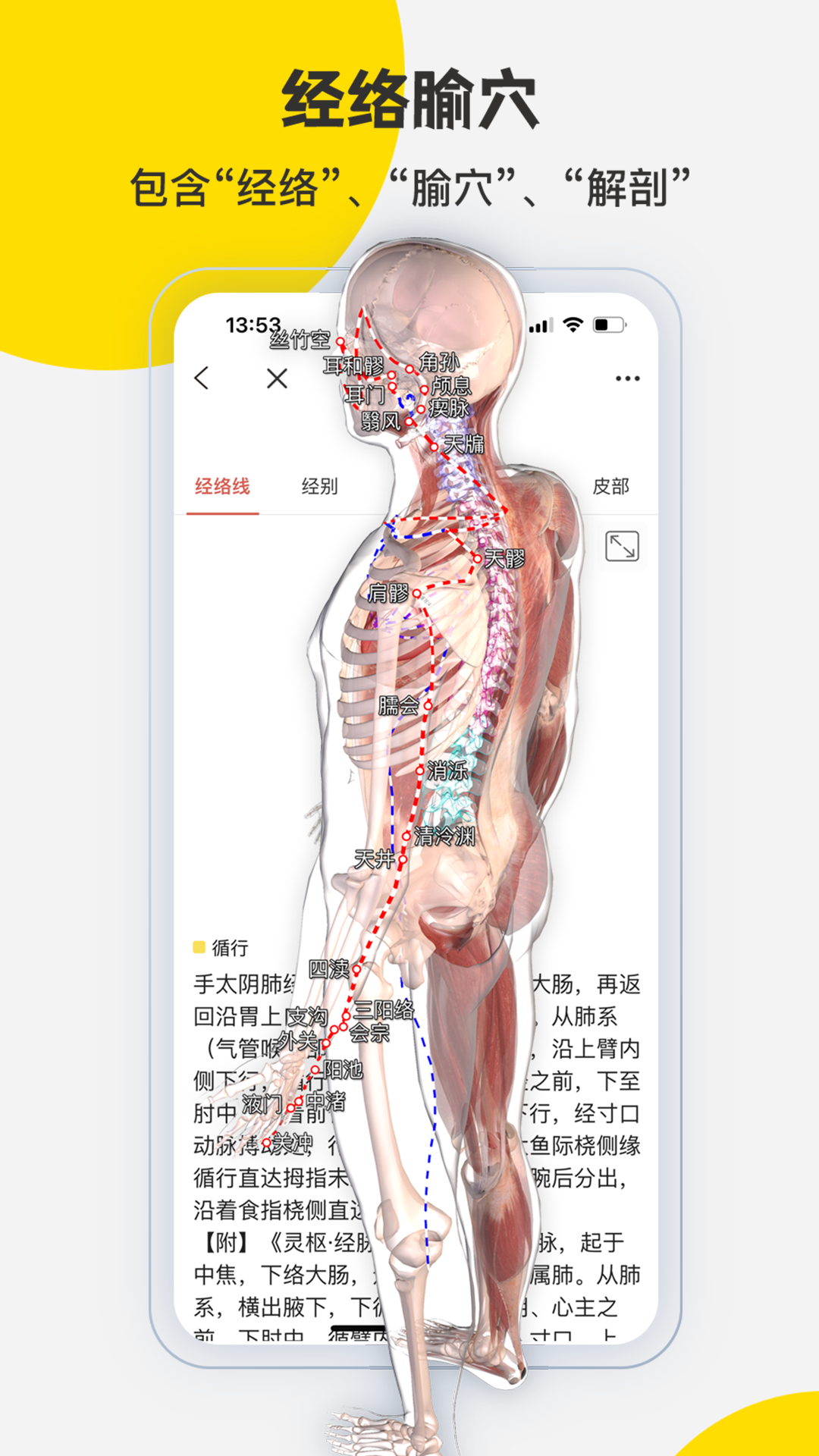 3Dbody解剖截图