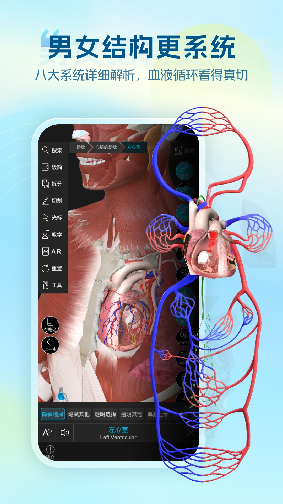 精彩截图-维萨里3D解剖2026官方新版