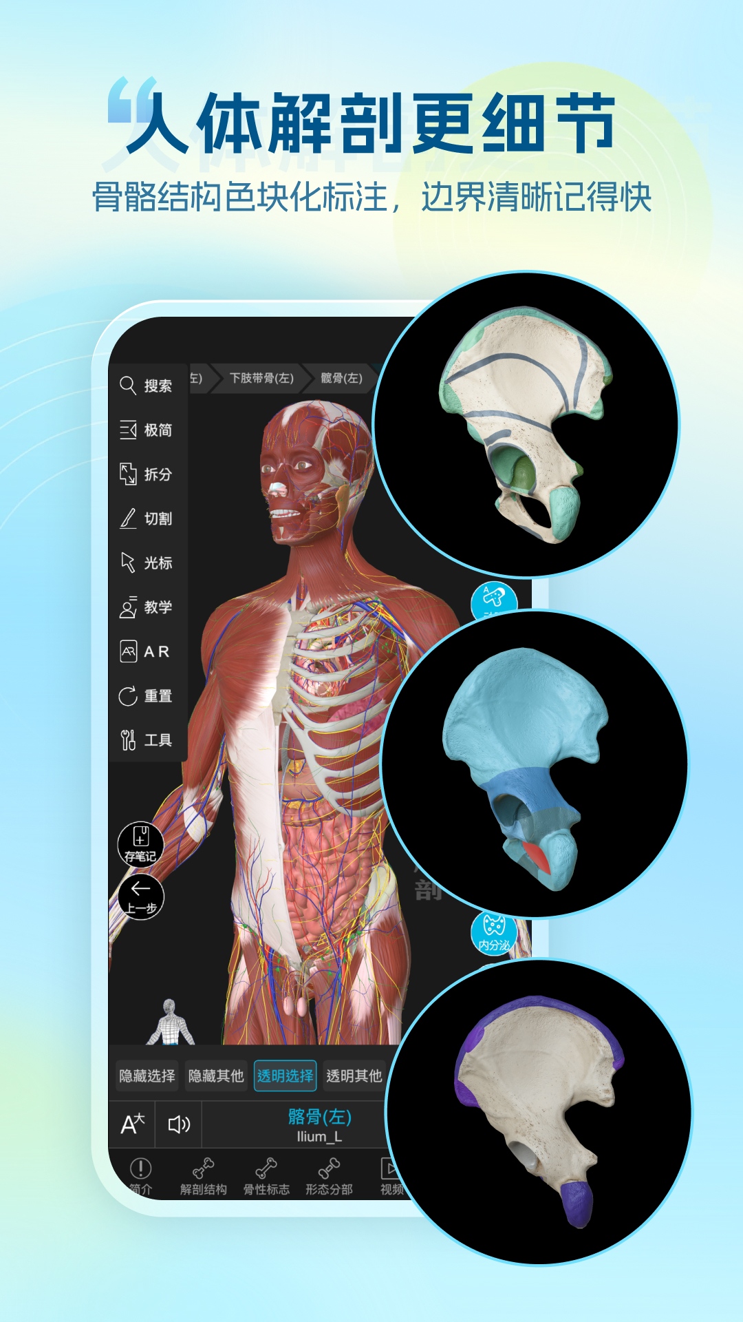 精彩截图-维萨里3D解剖2026官方新版