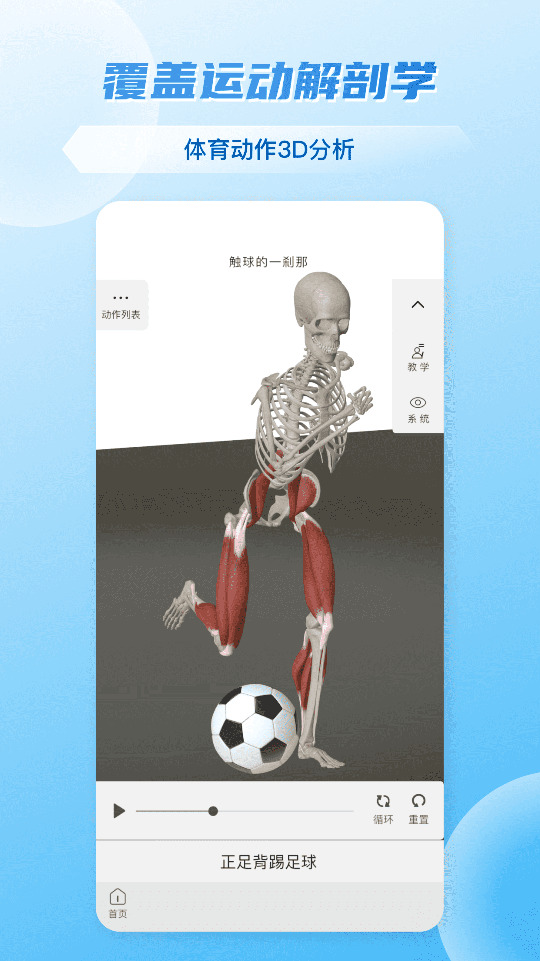 维萨里3D解剖截图