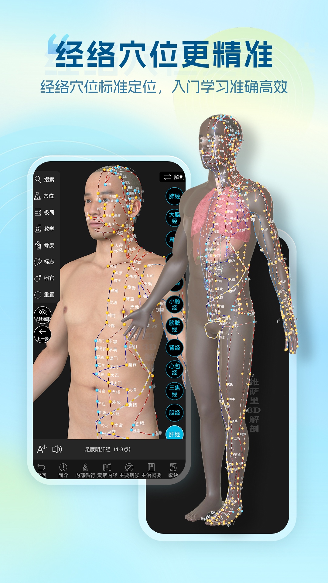 精彩截图-维萨里3D解剖2026官方新版