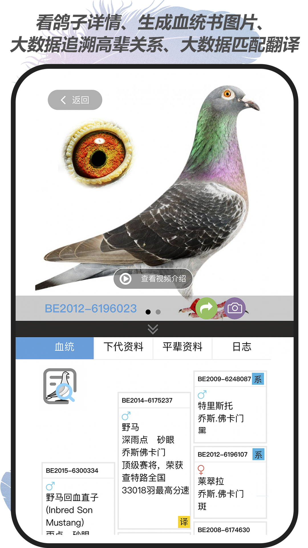 赛鸽云安卓版高清截图