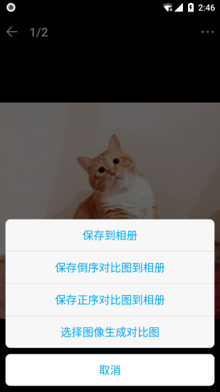 精彩截图-猫咪成长记2024官方新版