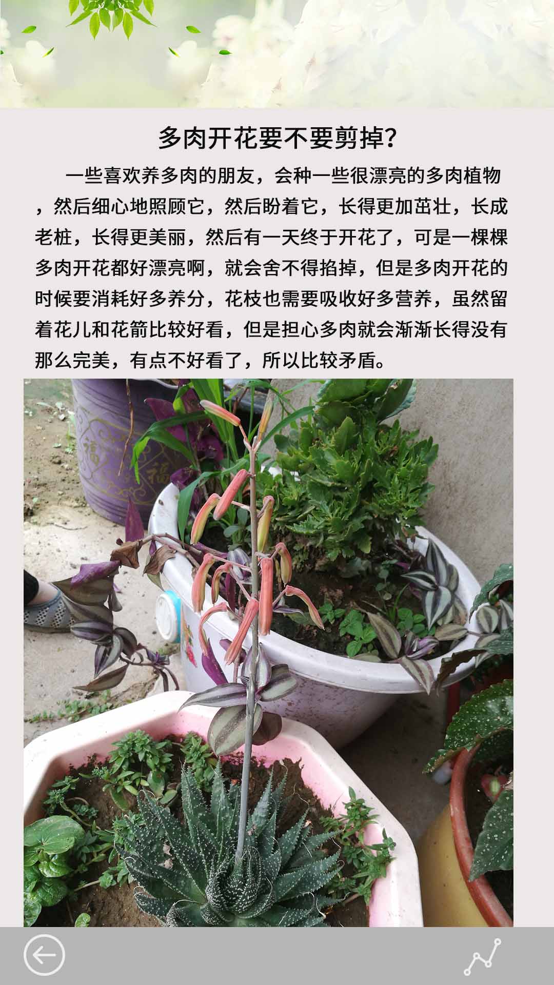 多肉花草成长日记 截图 4