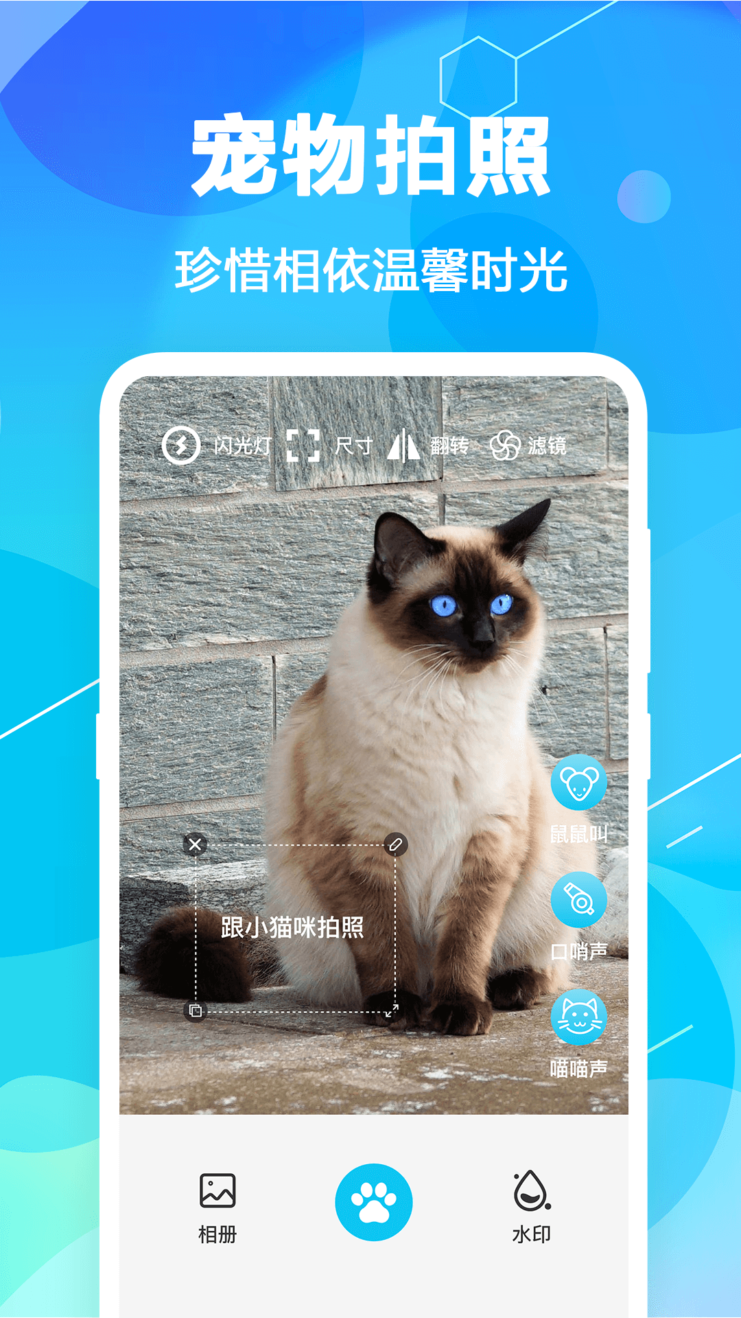 宠物语音翻译：猫咪的想法一目了然  